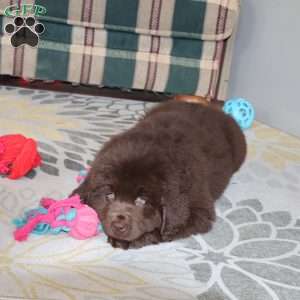 Denver, Newfoundland Puppy